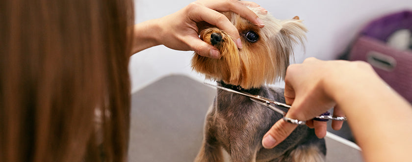 http://www.senseishears.com/cdn/shop/articles/dog-grooming.jpg?v=1651578947